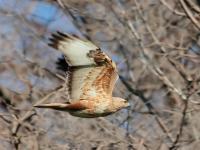 птицы самарской области