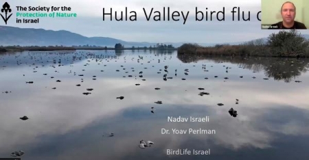 Информация о вспышке птичьего гриппа среди серых журавлей на месте зимовки в долине Хула в Израиле