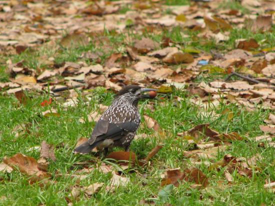 �������� �������� ����, ������� ���������� ����� ������� �����