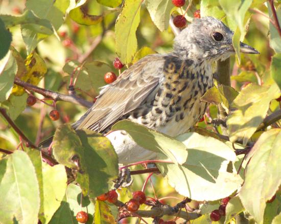 �����-��������