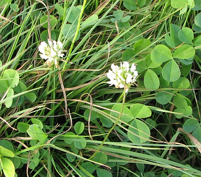 ������ ��������