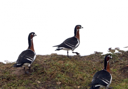 ������� ����������� ������� � ������