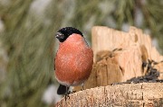 _MG_8839.jpg