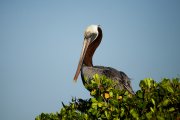 ������������ ����� ������� (Pelecanus occidentalis)