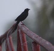 IMG_2435.JPG