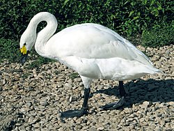 � ������� ����� ������������� �������  �������   ������ ������