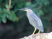 Butorides striata  (Linnaeus, 1758)	Striated Heron
������ ������