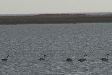 �������� ��� ���������