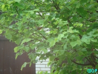 DSC03180.JPG