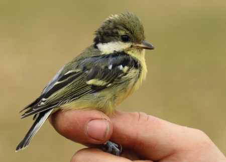 ����������� ������ (Pardaliparus venustulus) � ������������ �����