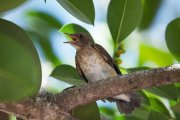 ����� ���������� (Turdus hauxwelli)
