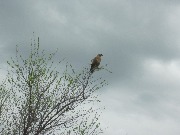 ������ (Buteo lagopus). ������ 2016, ����������� ����������� ���. ���������� �����-�� - ������ ��� ��� �������.