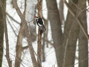 DSC00103.JPG