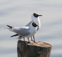 ����� ������ (Larus ridibundus)