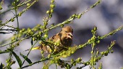 ������������ ��������� - Carduelis chloris