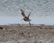 Limosa lapponica - ���������� �����