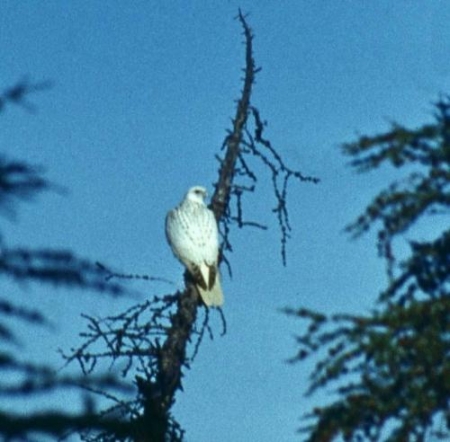 ����������� ������������ ��������� ���������� ����������� �������� �� ������� 