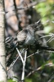 ������� ������������ (Cuculos canorus)