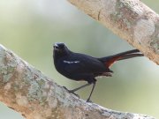 Saxicoloides fulicatus (Linnaeus, 1766)	Indian Robin
��������� �����

�� ���-����� ������ leucopterus - � ����� ��������� ������ � �� ��������-���������� �����