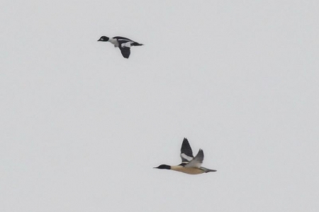 ���������� ����� �������� ������������� ���� � ����������� �������