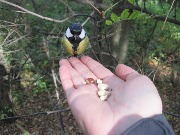 ������� ������ (Parus major), �����. �������� 2015, ������������� ����. ��������� ���� ������ ������� ������ ����������. � ������, �������� �� ����, ���������� �� �����, ������� ���� �� ������� � ���� ������...