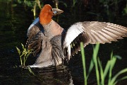 DSC_2224.jpg