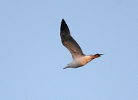 IMG_6953.JPG