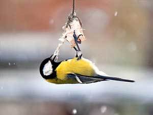 � �������� ������ "�������� ����"