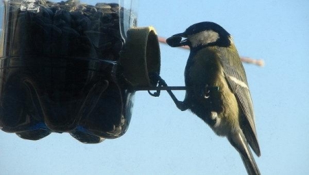 ������������ ������ ����������� �������