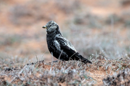 ����� ���������� ������� � ������� 2015 �. 