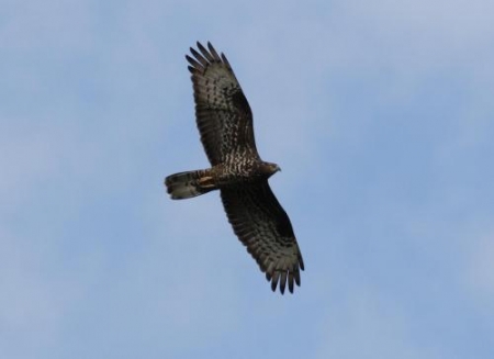 ������ ���� �������� � �������� ����������� ����