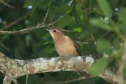 ����� ������ (Furnarius rufus)