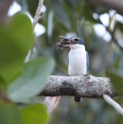 Todiramphus chloris - ���������� ��������

� ��� ����� �� �������=(