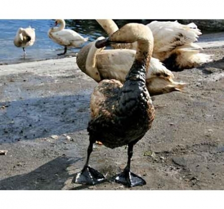 �������� �������� ��������� �������, ������������� ���������������