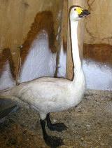 ��������� ��������