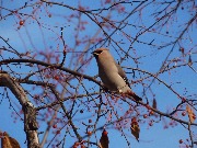 DSC06566.JPG