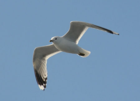 ������  ������ ����� �������� �� ���������� ������ ������ ����