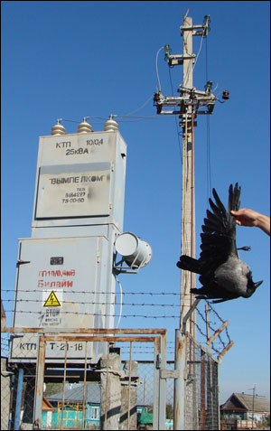 ����������� ������������� ��� "��������� (������)" ��������� � ������ 