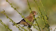������������ ��������� - Carduelis chloris