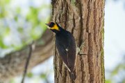 ����������� ���������� (Melanerpes cruentatus)