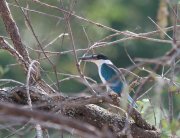 Todiramphus chloris - ���������� �������� (��������� ���������)