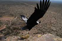 ���� �������