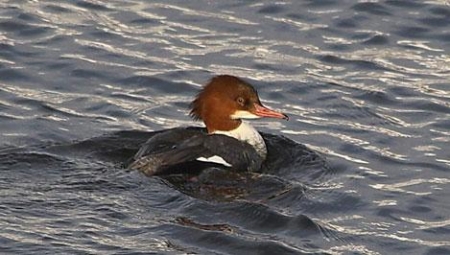 ������� ����� ������������ ����� ����������� 66 ������ ������ 