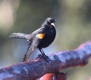 IMG_3154.JPG