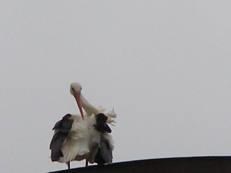 ���� �� �����