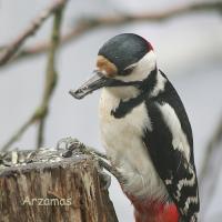IMG_6227_300