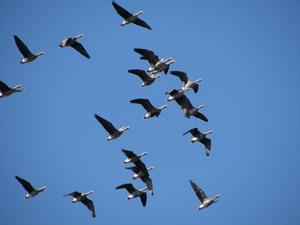 ����� ��������� ���� � ����������� ����������� ������ 2013 ����