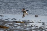 ���������� ����� (Limosa lapponica)