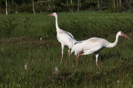 � ������� 2011 ���  ������ ����� ������