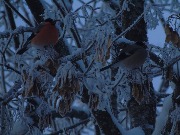 DSC03435.jpg